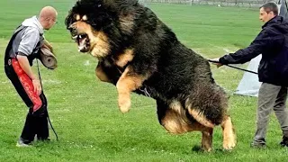 Los 10 Perros Más Poderosos Del Mundo