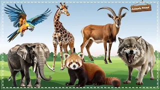 Cute Little Animals Making Funny Sounds: Wolf, Goat, Parrot, Giraffe, Elephant, Red Panda