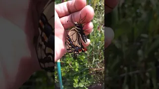 Release of anise swallowtail butterfly