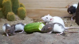 Cat TV - adorable mouse digging burrows, squabble playing and squeaking  - Real mouse 🐭