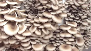 Cultivation of Oyster Mushrooms with Straw and Bran | Hobby Mushroom Cultivation at Home