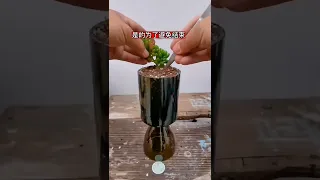 Create succulent pots from wine bottle #shorts