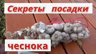 Озимый чеснок. Как сажать чеснок осенью.