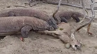 《New》Komodo dragon feed on deer part 2