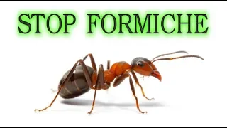 Stop to ants forever, naturally and at no cost (or almost)