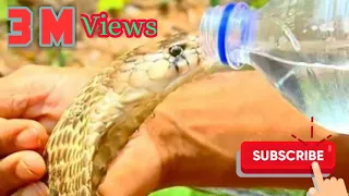 Venomous Cobra Drinking Cool Water From Bottle