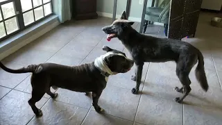 # fighting #Wolfdog and Pitbull fight   Dominant Dogs#YouTube #pet/dog funny video