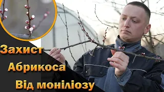 Перша і друга обробки абрикоса від моніліального опіку. Обприскування абрикосів до та після цвітіння