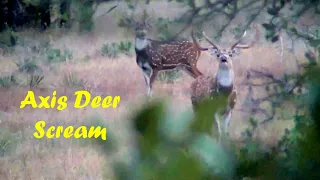 Axis Deer Alarm Call - Scream Vocalization - West Kerr Ranch