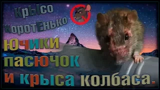 Пасюк Ючики, и крыса колбаса - Хася. (Wild Rats | Fancy Rats)