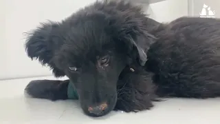 A puppy with a gangrene leg begs for help in an abandoned house.