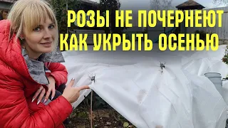 ХВАТИТ ПРИДУМЫВАТЬ! Только ТРИ ШАГА для УКРЫТИЯ! Чем и когда УКРЫВАТЬ РОЗЫ ОСЕНЬЮ