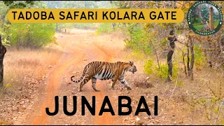 Tadoba Jungle Safari | Junabai Tigres | Tiger Reserve | National park | #tadoba #tadobanationalpark
