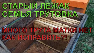 ПРОБЛЕМА НА ПАСЕКЕ СЕМЬЯ ТРУТОВКА КАК БЫСТРО ИСПРАВИТЬ много трута матка не вернулась с облёта ☝️🐝🐝