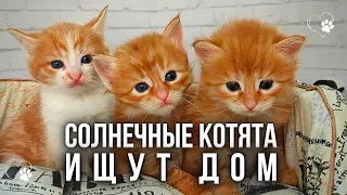 Маленькие рыжие котята в Добрые руки бесплатно. Монастырские кошки от матушки Арсении.