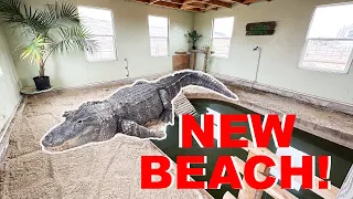 Can I Make My Alligators Beach *BIGGER*?!