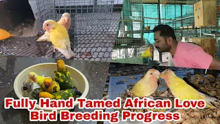 Lovely Hand Tamed African Love Birds Breeding Progress in Kannada/ಲವ್ ಬರ್ಡ್ಸ್ ಬ್ರೀಡಿಂಗ್ ಪ್ರೋಗ್ರೆಸ್