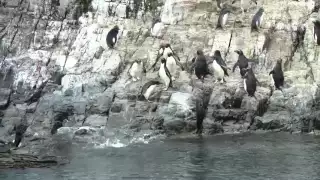 16 Macaroni Penguins