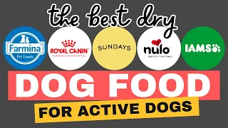 Reviewing Dog Foods for Active Dogs