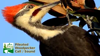 Pileated woodpecker call / sound