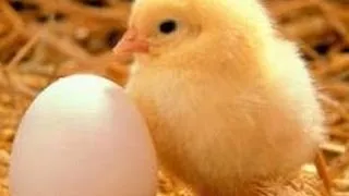 Life Cycle of a Chicken (Real time)
