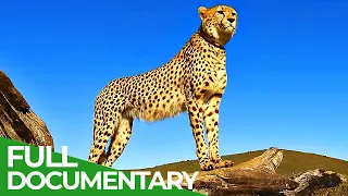 South Africa - On the Cape of Wild Animals | Free Documentary Nature