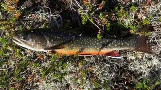 Blåsjø, Norge - Havkajakfisker på tur