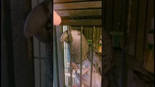 Cairo the Grey Parrot Doesn't Want to go to Bed || ViralHog