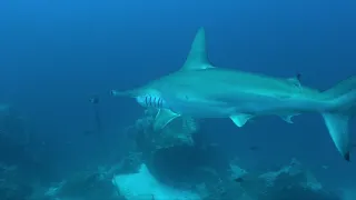 Cocos Island Video February 2019