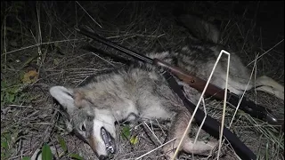 COYOTE SHOT with WOODMAN ARMS PATRIOT MUZZLELOADER