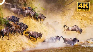 WORLD'S MOST MASSIVE ANIMAL MIGRATIONS | Wildlife Documentary | 4K Animal Documentary