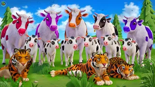 Magical Color Cows vs Tigers Fight | Wild Animals Attacks | Farm Animals Revolt Battles Compilation