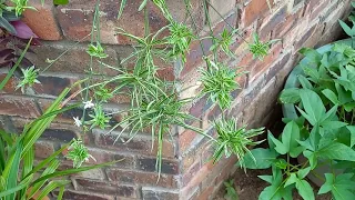 Spider Plant