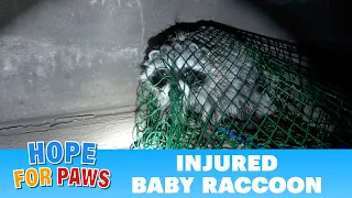 Injured and feisty baby raccoon doesn't surrender without a fight. #wildlife