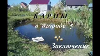 Карпы в огороде 5.