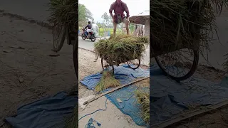 আমেরিকান যখন বাংলাদেশে ধান কাটে