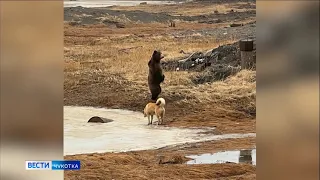 Медведь в Угольных Копях