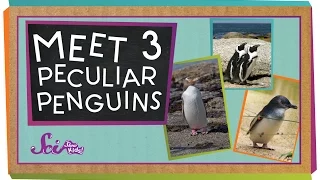 Meet 3 Peculiar Penguins | Animal Science for Kids