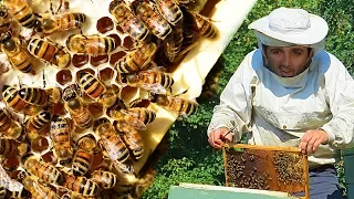 HOW HONEY IS "MADE"