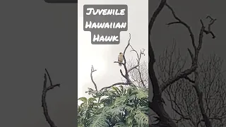 Juvenile Hawaiian Hawk in Volcano. HI (Big Island of Hawai'i)