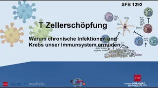 T-Zell-Erschöpfung: Wenn unser Immunsystem Burn-Out hat | Universitätsmedizin Mainz