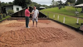 Fazenda de Cacau Irerê - Ilhéus Bahia