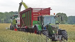 Whole Crop Silage | Claas Jaguar 940 + Direct Disc 610 | Schimmel & Geresteijn | 2019