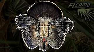 How to: DIY TURKEY MOUNT! Easy to make and gorgeous!