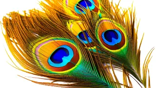 beautiful peacock wings 😍