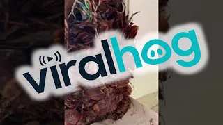 Roach Infested Telephone || ViralHog