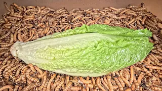 Superworms VS Romaine Lettuce