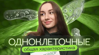 Одноклеточные: общая характеристика | Катя Грицай | Биология ЕГЭ