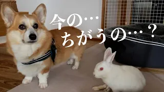 思ってたんとちがうソレ…コーギー犬とウサギの動き…うさぎcute corgi dog rabbit