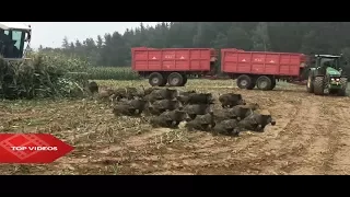 Neuvěřitelný zemědělci narazili na divoká prasata  🔝pole I Wild pigs appear from field🔝